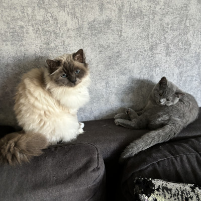 Lillifee und Luna
